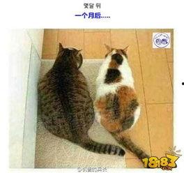 娱乐吃瓜君猫咪瘫痪,娱乐吃瓜君带你揭秘背后的故事
